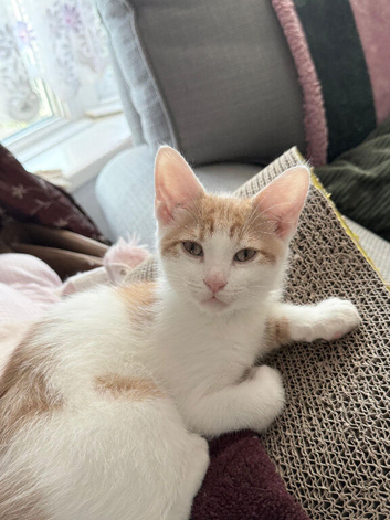I have 3 beautiful kittens mum is a Calico and dad is a Maine coon