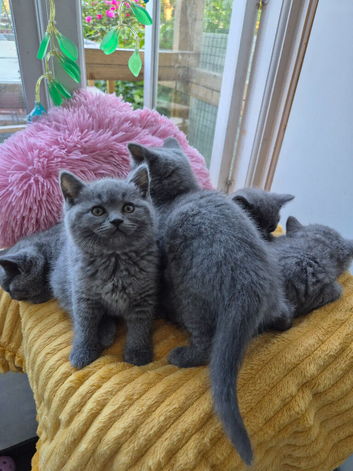 From pedigree parents, BSH kittens