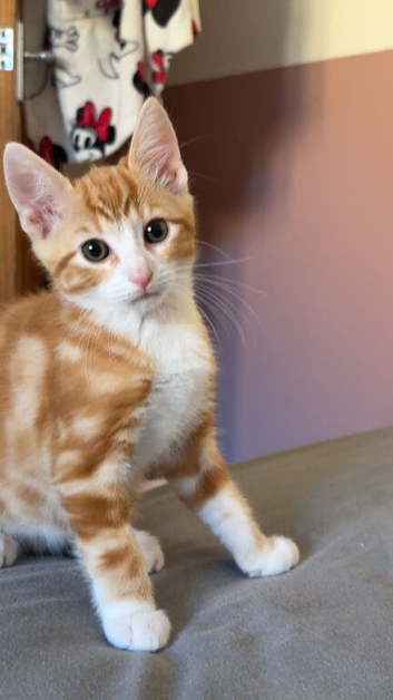 Kitten