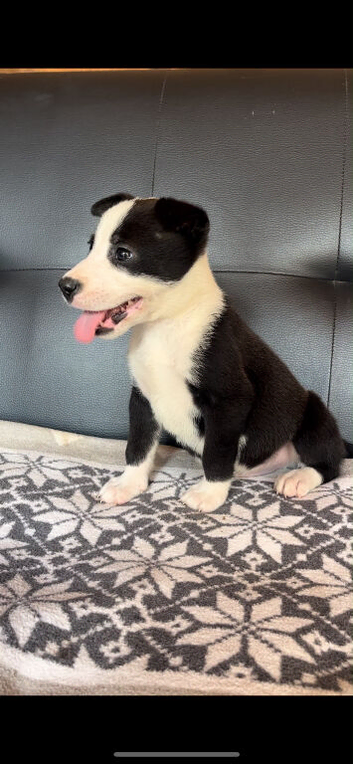 Stunning huski x American bull dog puppies