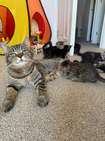 Maine coon X Kittens