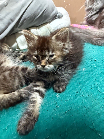 Persian cross mainecoon kitten