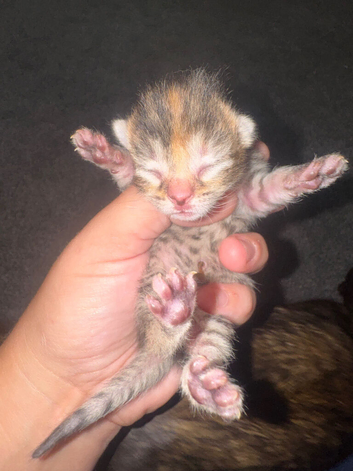 6 gorgeous kittens