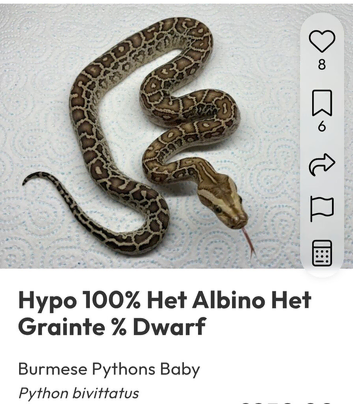 6th generation hypo dwarf burm
