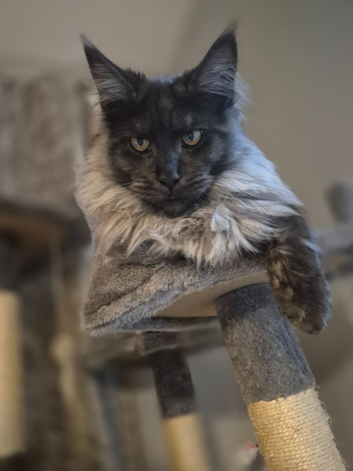 MAINE COON STUD BLACK SMOKE &pound;250