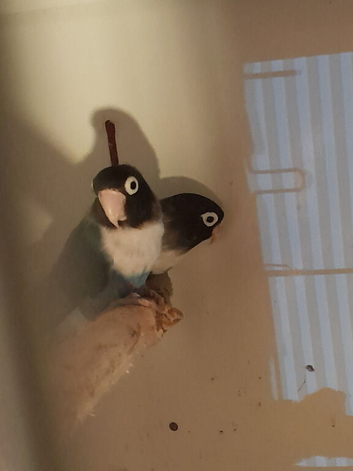 Pair of masked lovebirds