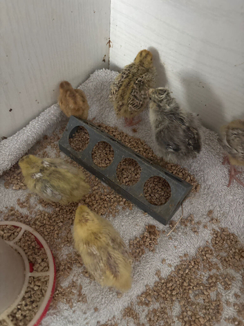 Chicks