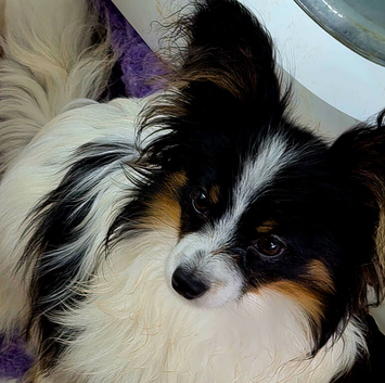 KC Registered Papillon's