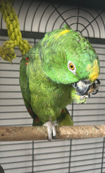 Female Orange Winged Amazon