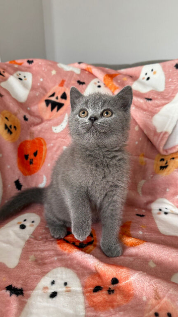 Ready now British Shorthair kittens