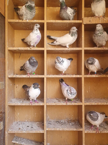 Pakistani pigeon