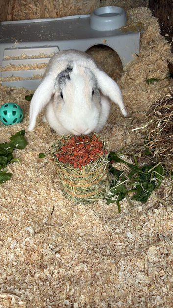 Female called dolly