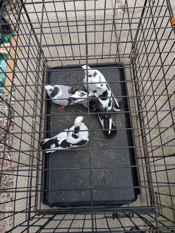 Galati pigeons