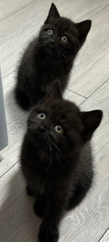 Pepsi and Cola