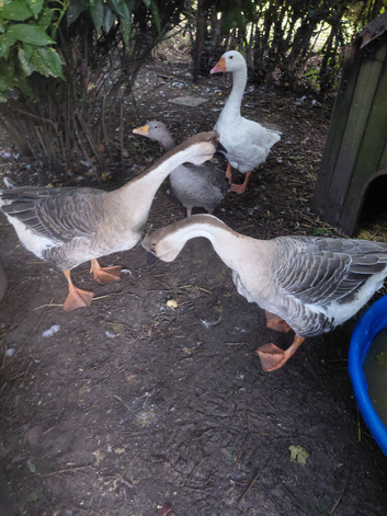 Lovely frendly pair of chinese geese for sale