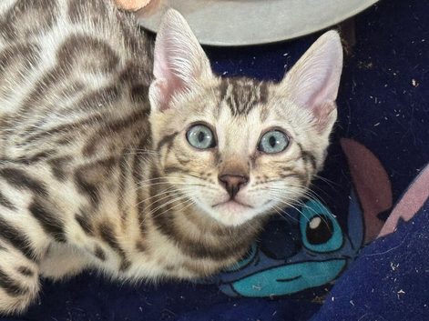 TICA registered pedigree bengal kittens