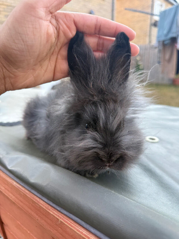 Angora lion head mixed breed
