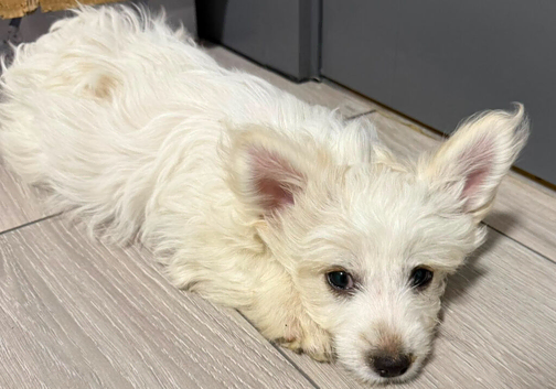 looking for a forever home