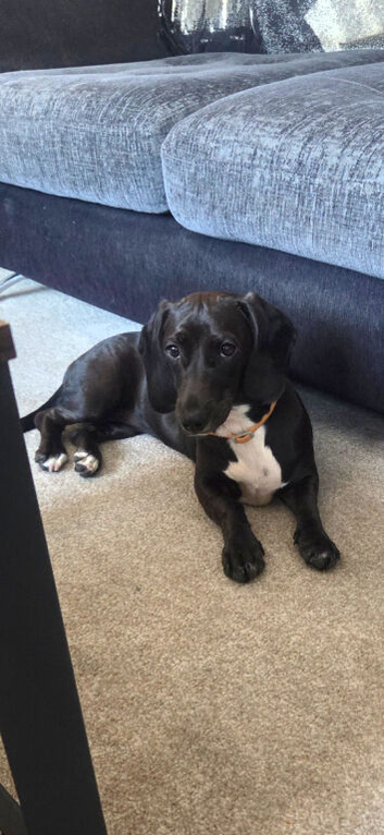 I have a dachshund cross springer spaniel
