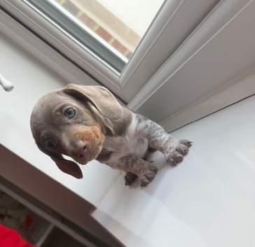 Last Dachshund boy