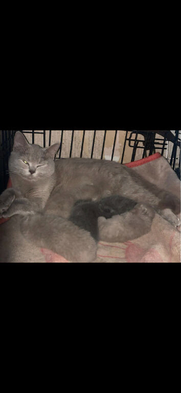 Female lilac bsh 3 months old
