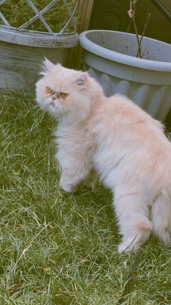 Stud cat