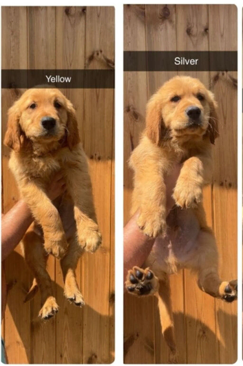 2 BOYS REMAINING KC HEALTH TESTED GOLDEN RETRIEVERS