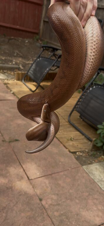 Colombian rainbow boa