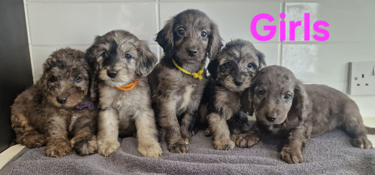 Cockapoo puppies