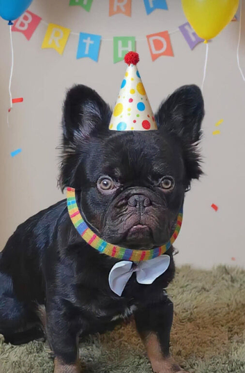 HUGO FLUFFY FRENCHIE (KING BLOOD)