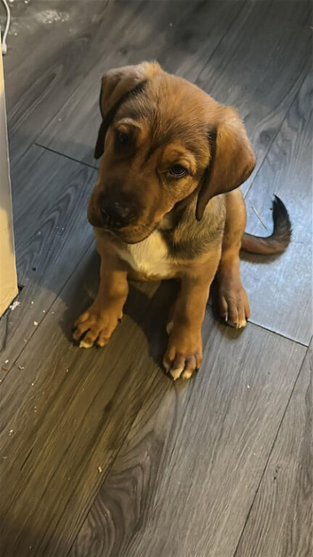 Puppy looking for new home