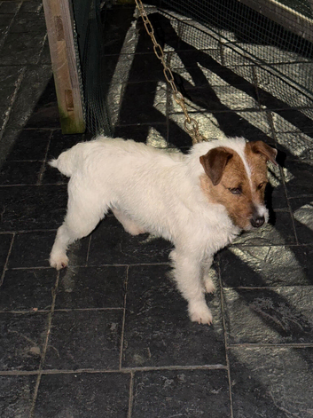 Jack Russell