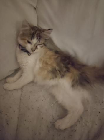 cute British longhair cat