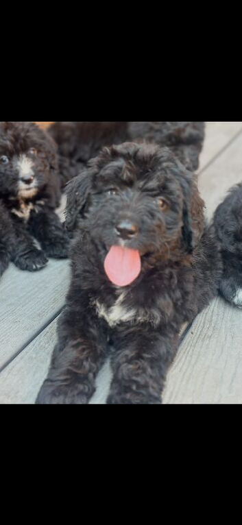 STANDARD F1 BERNADOOLE GIRLS FULL HEALTH TESTED /VACCINATED REDUCED 1400