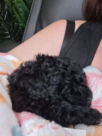 Miniature poodle puppies