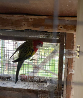 Eastern rosellas