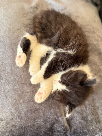 British Shorthair cross Persian fluffy boy kittens