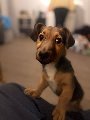 Wenlock Jack Russell
