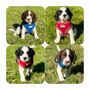 Gorgeous Sprocker Spaniel pups