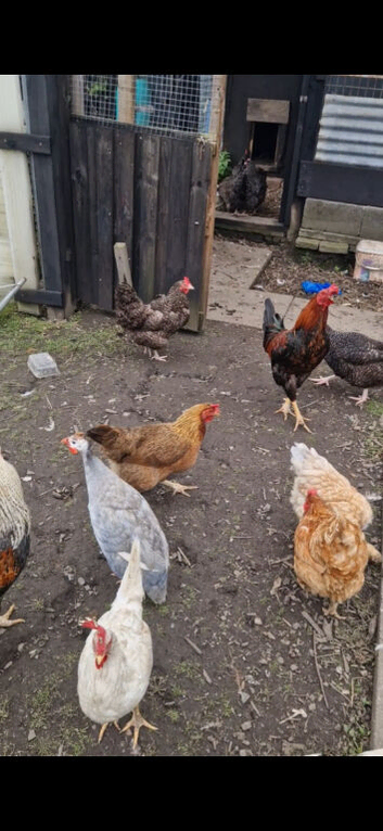 Chicken