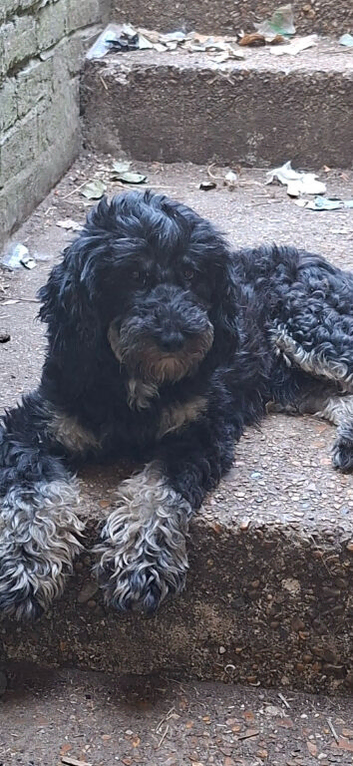 Home needed for rescue boy