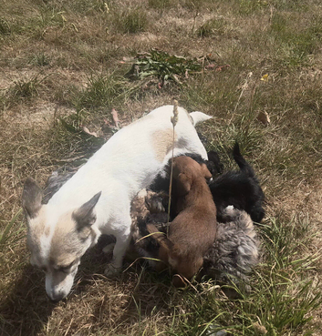 6 adorable pups ready for thier new homes