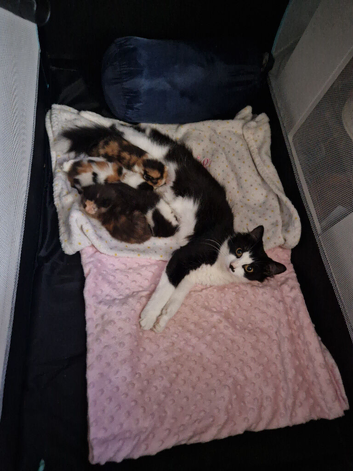 Kittens
