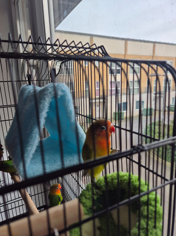 Lovebirds