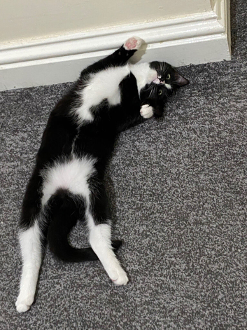 Ragdoll mix for sale