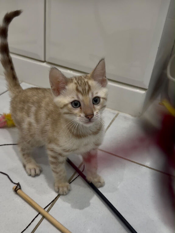 Lovely 5 Generation Pedigree Bengal kittens