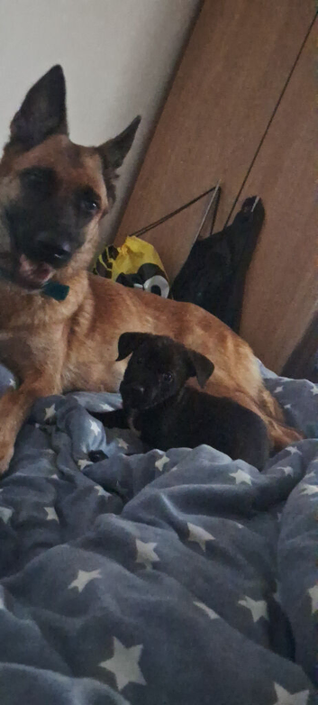Puppies for sale