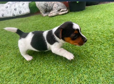 Jack Russell puppies