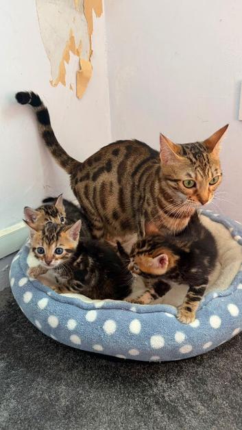 Stunning Bengal Kittens &ndash; Reserve Now!