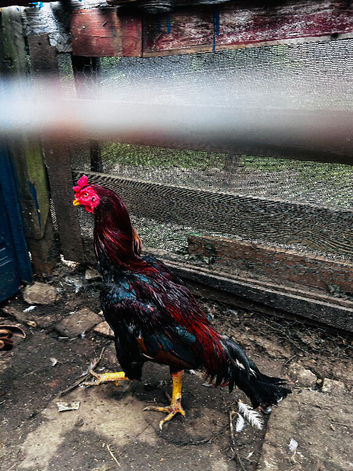 Aseel Shamo cock and 2 hen